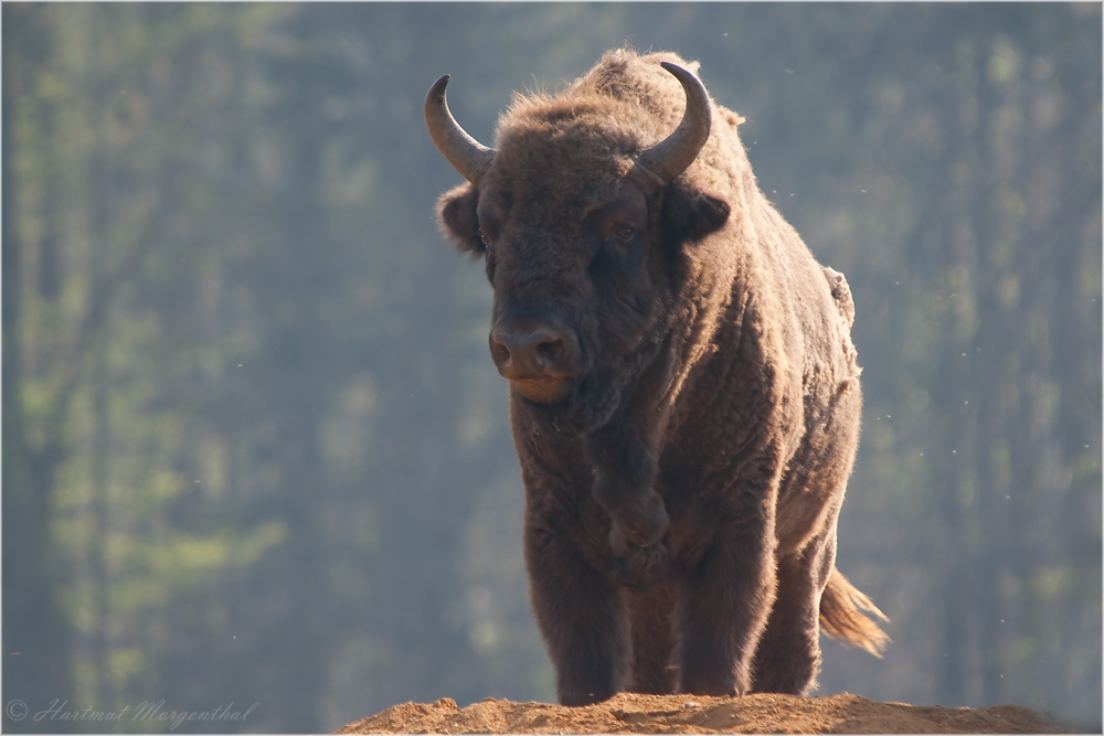 Wisent