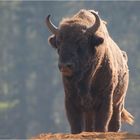 Wisent