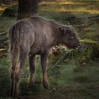 Wisent