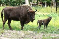 Wisent