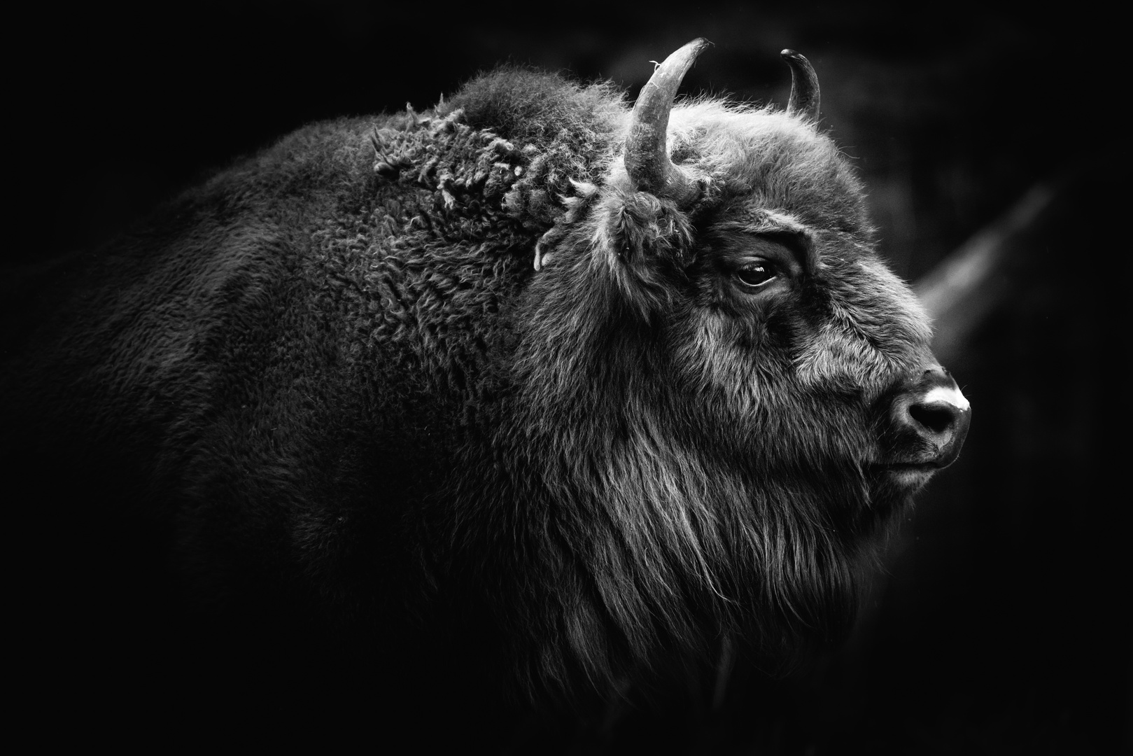 WISENT