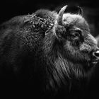 WISENT