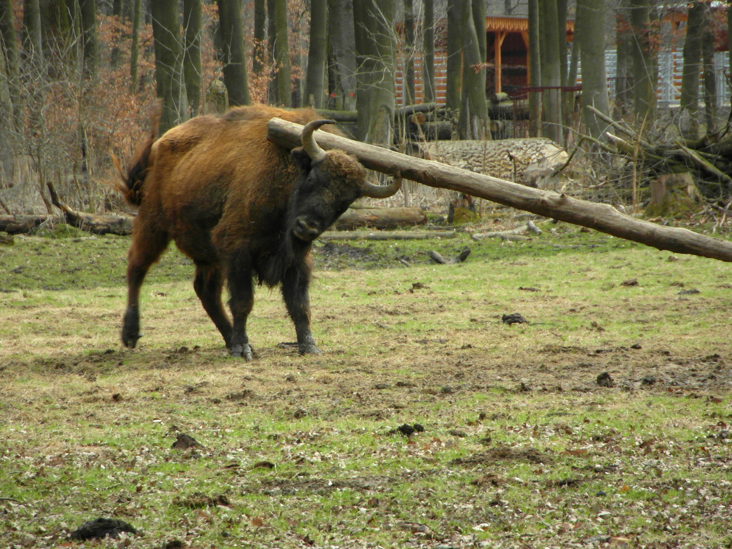 Wisent