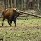 Wisent