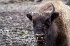 Wisent...