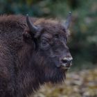 Wisent