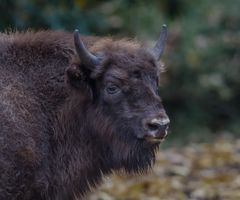 Wisent