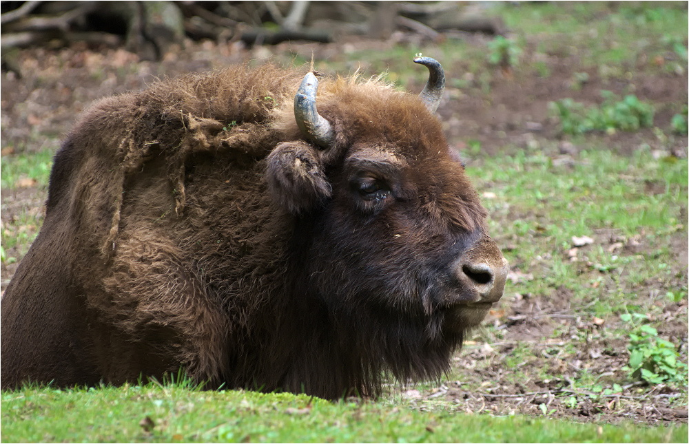 Wisent