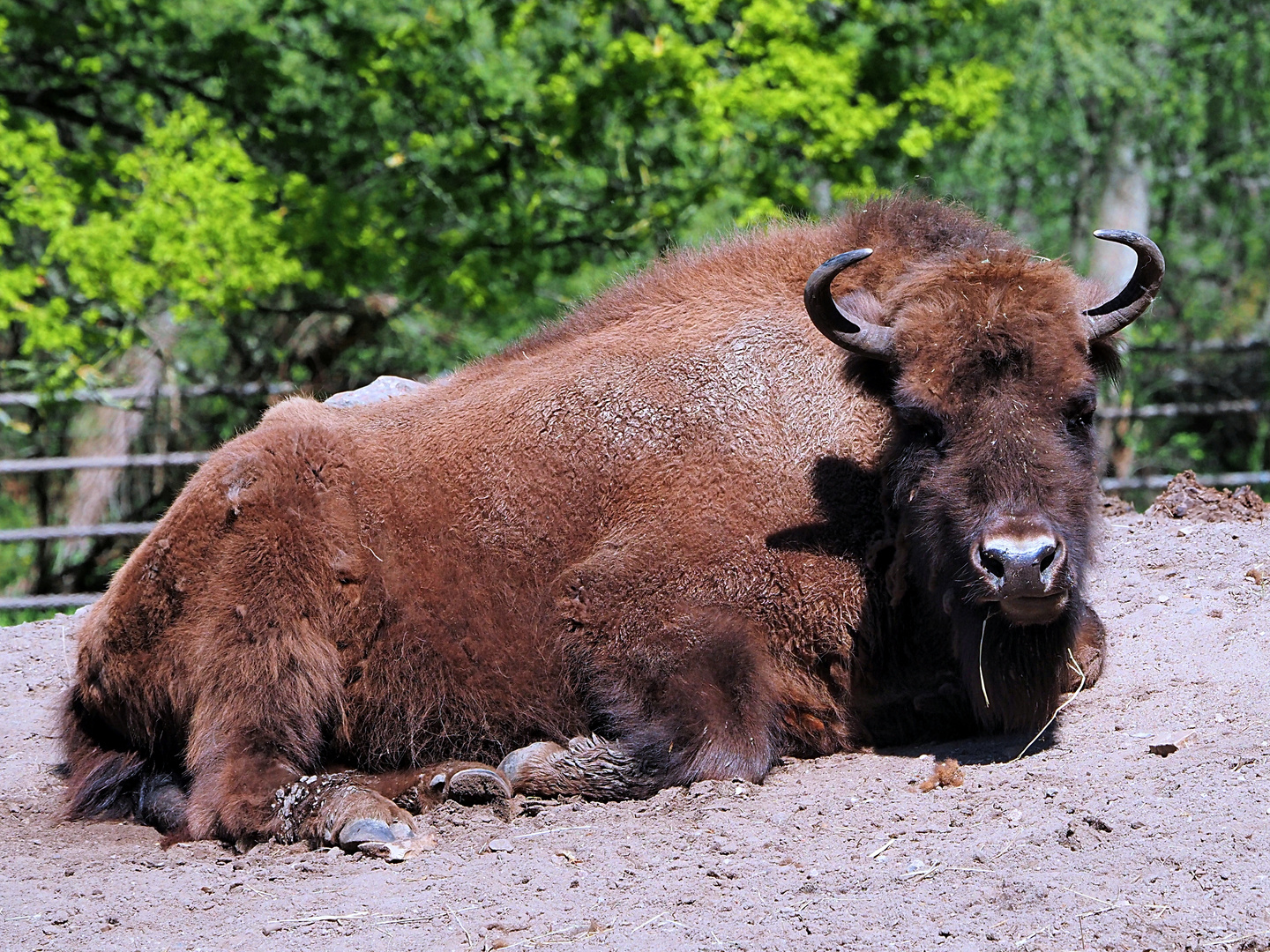 WISENT