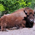 WISENT