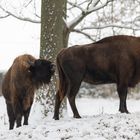 Wisent