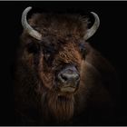 Wisent