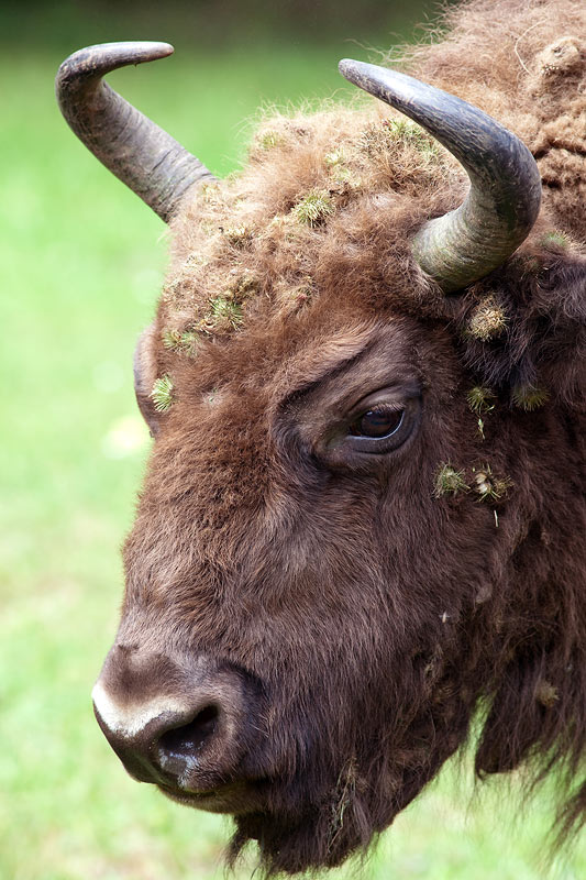 Wisent