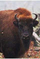 Wisent