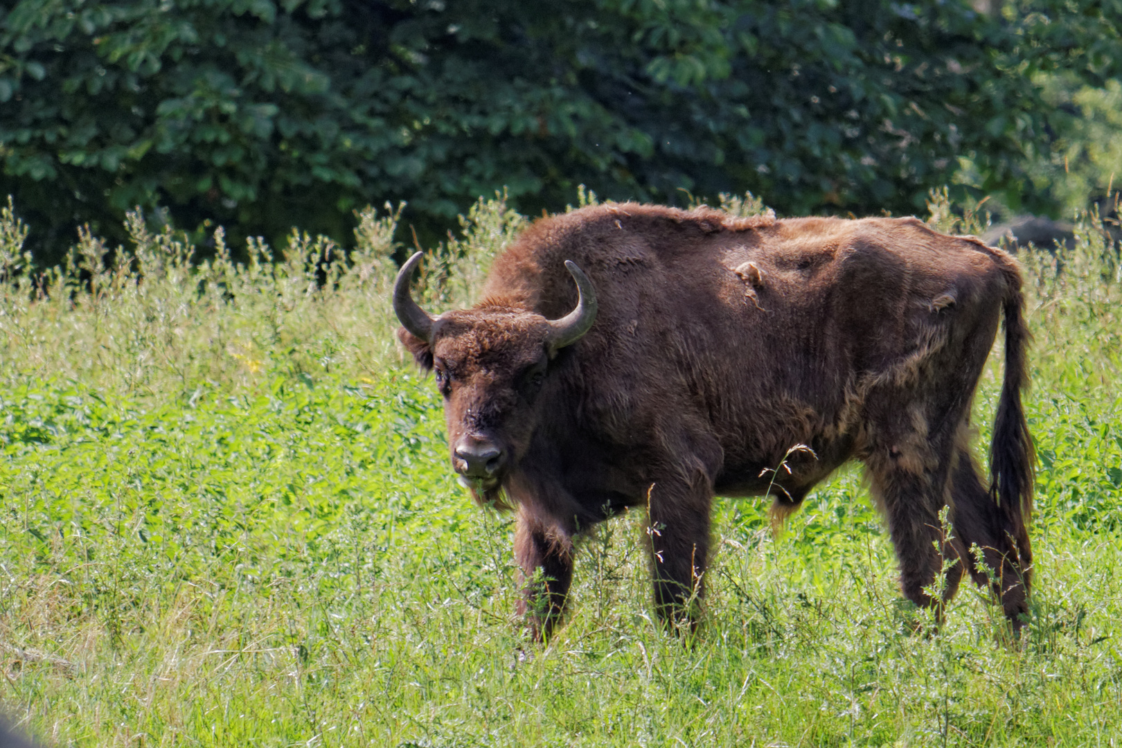 Wisent