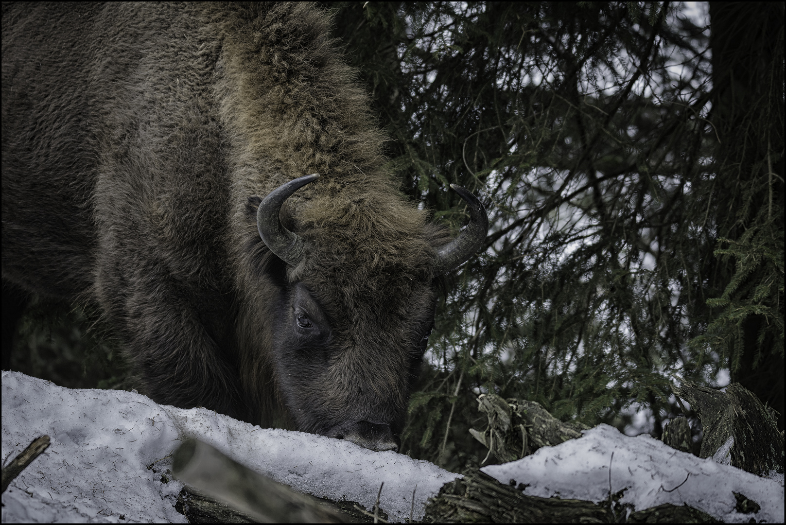 Wisent