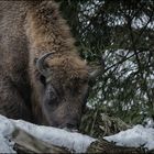 Wisent