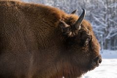 Wisent