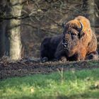 Wisent