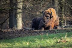 Wisent