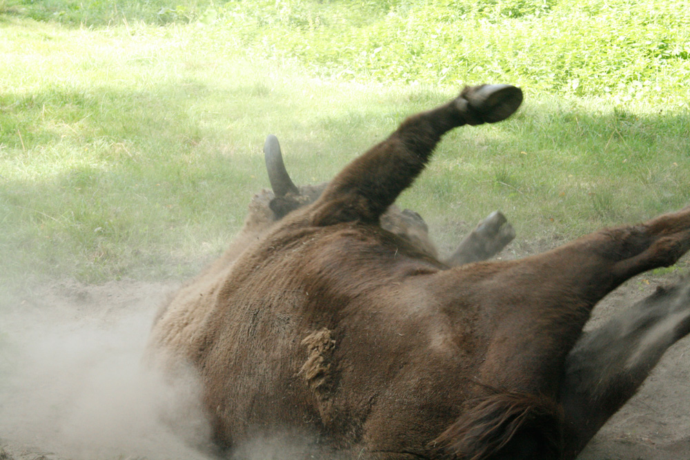 Wisent