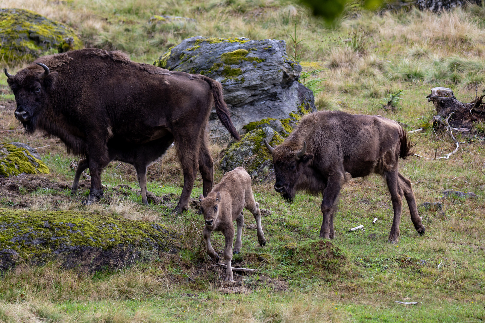 Wisent 