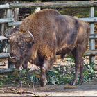 Wisent