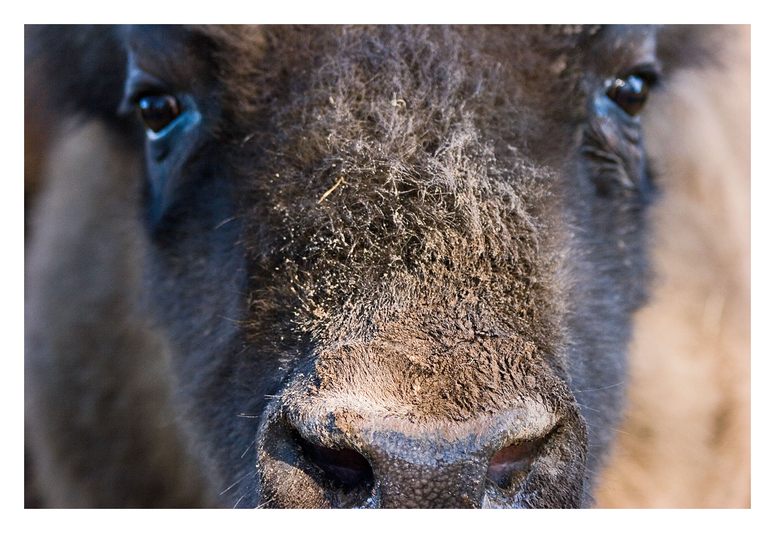 Wisent