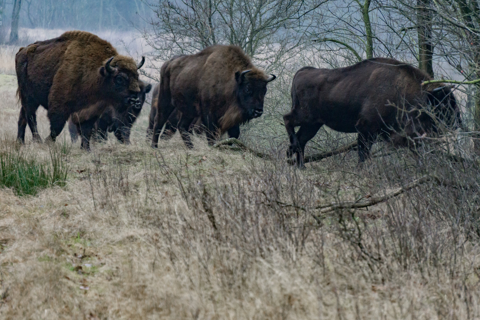 Wisent