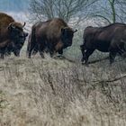 Wisent