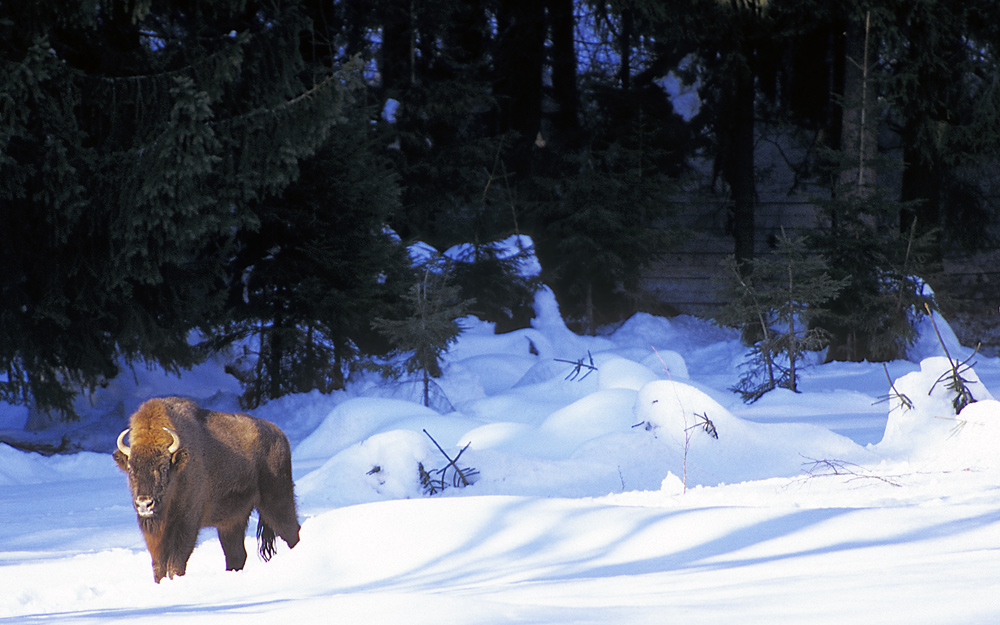 WISENT