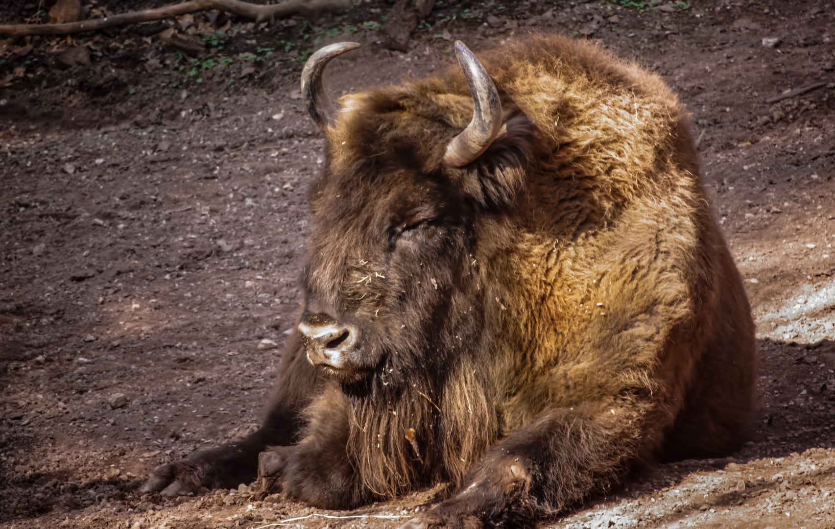 Wisent