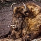 Wisent