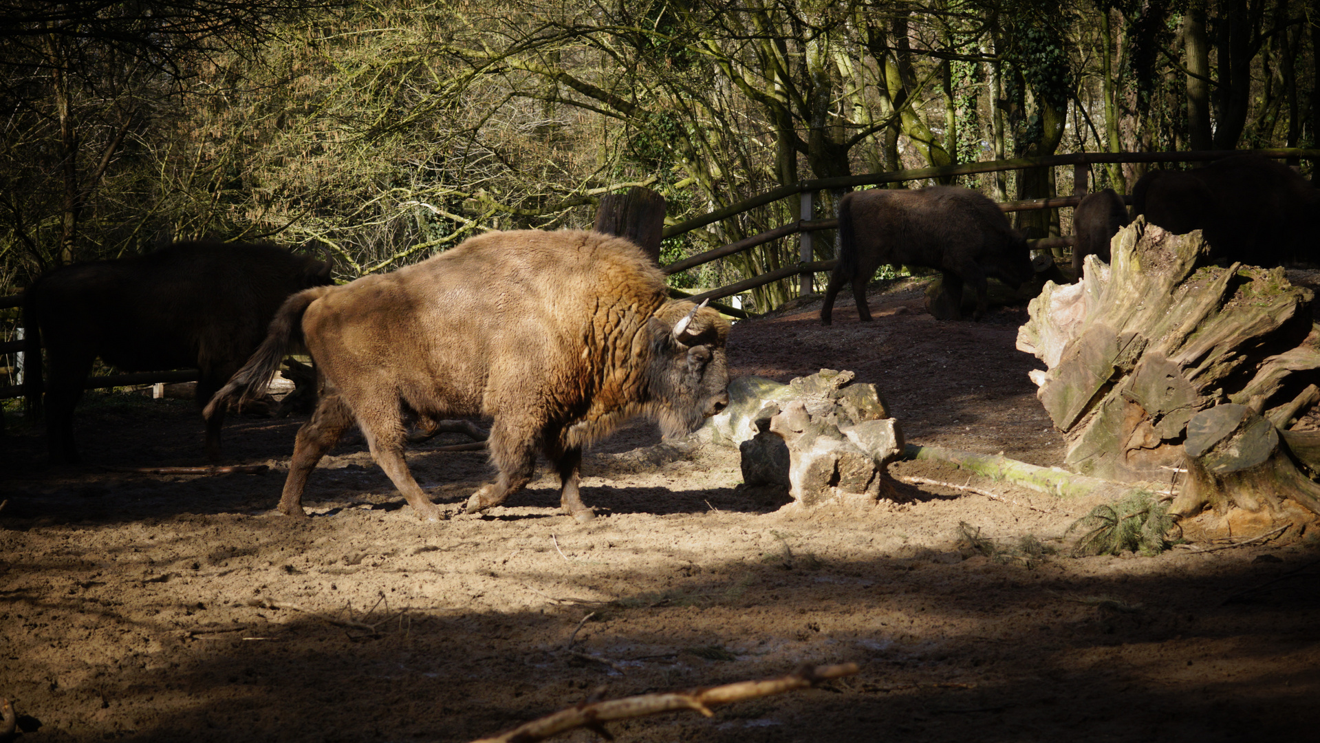 Wisent