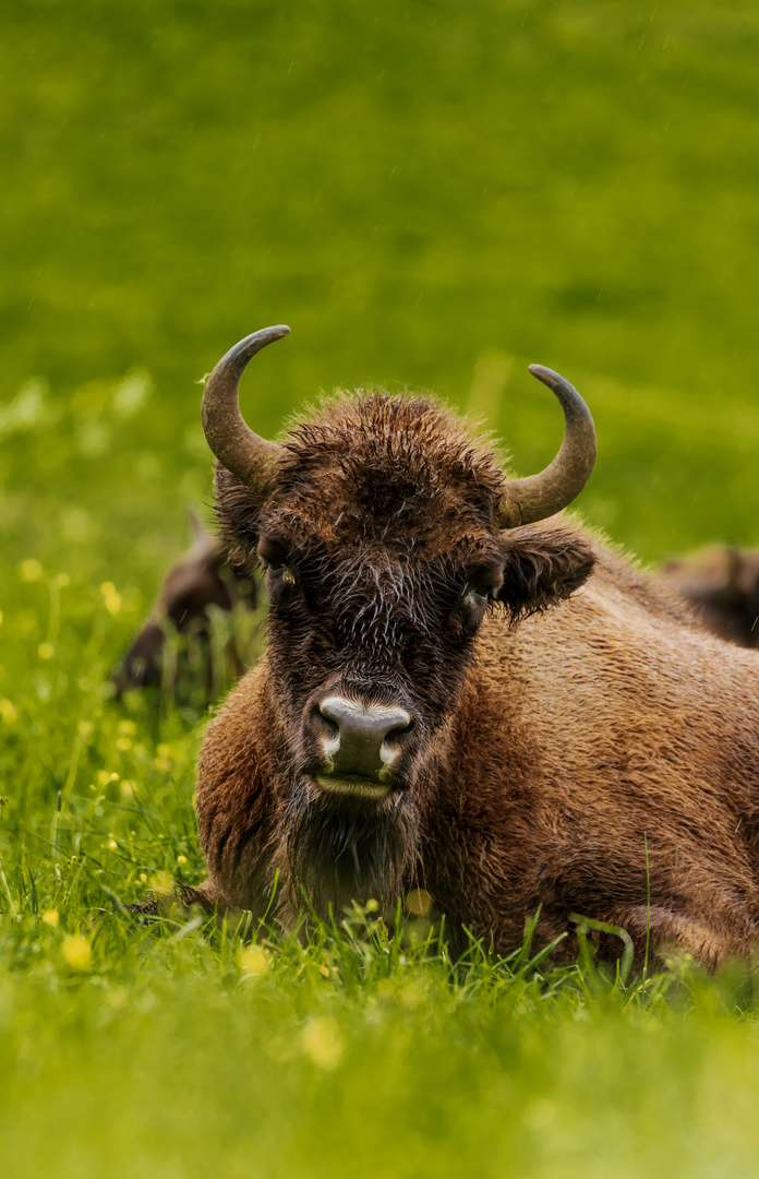 Wisent 