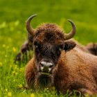 Wisent 