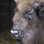 Wisent