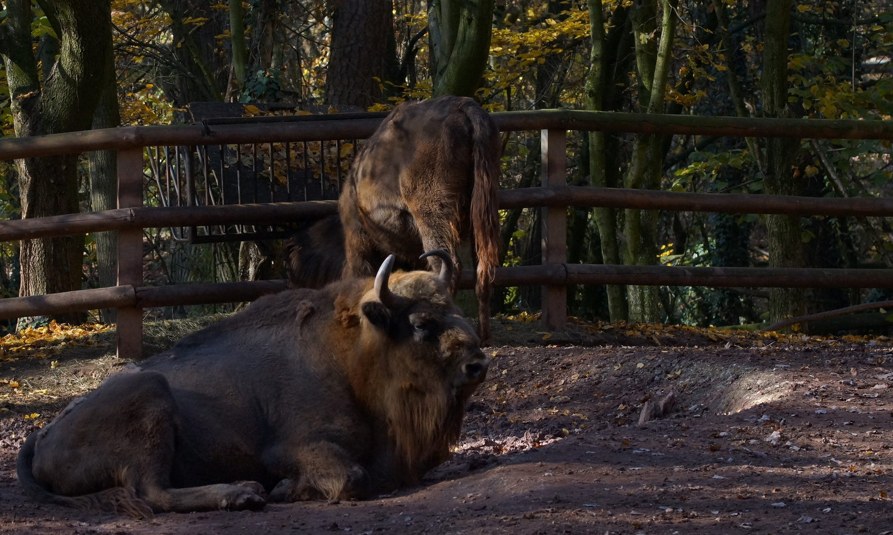 Wisent