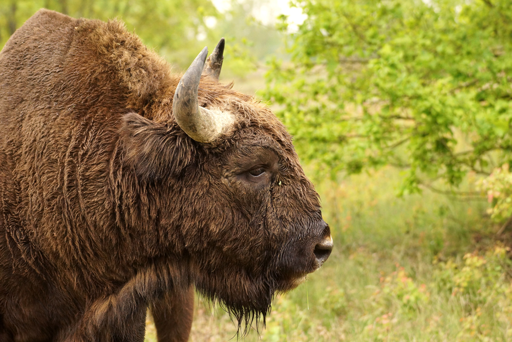 Wisent