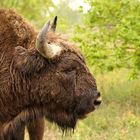 Wisent