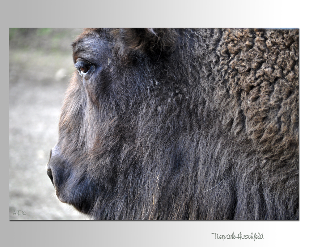 Wisent