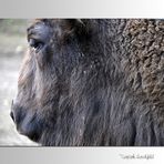 Wisent