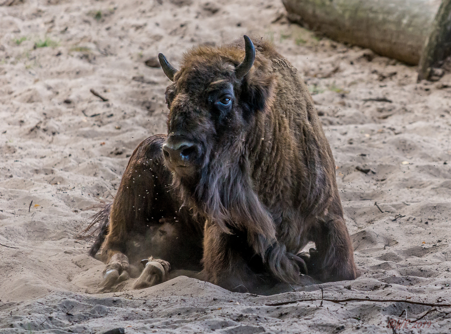 Wisent