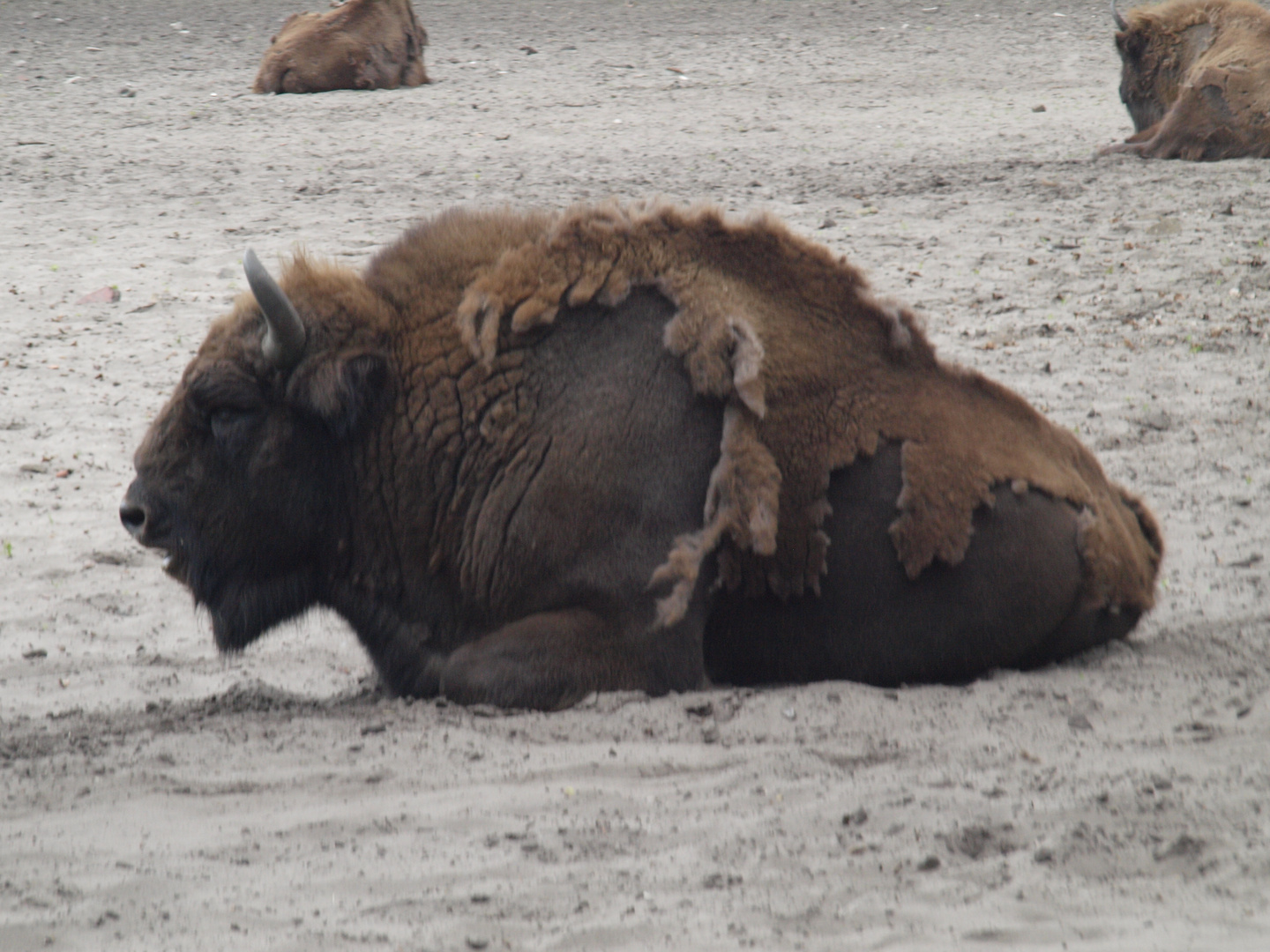 Wisent