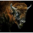 wisent