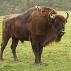 Wisent