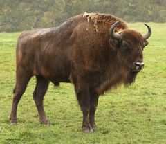 Wisent