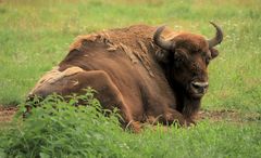 Wisent