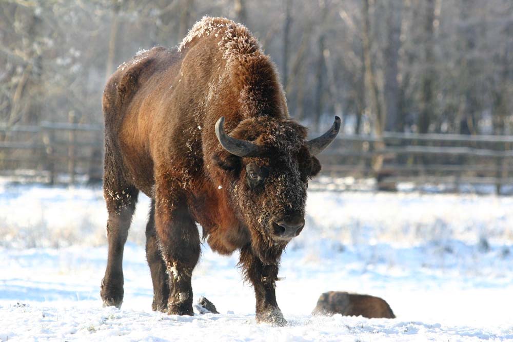 Wisent