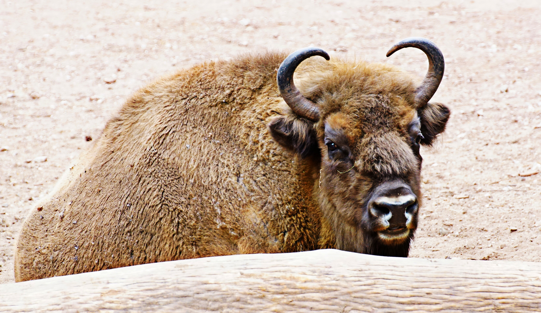 Wisent